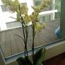 
 
 
 Housekeeper in Budapest, Budapest, Hungary looking for a job: 3751955