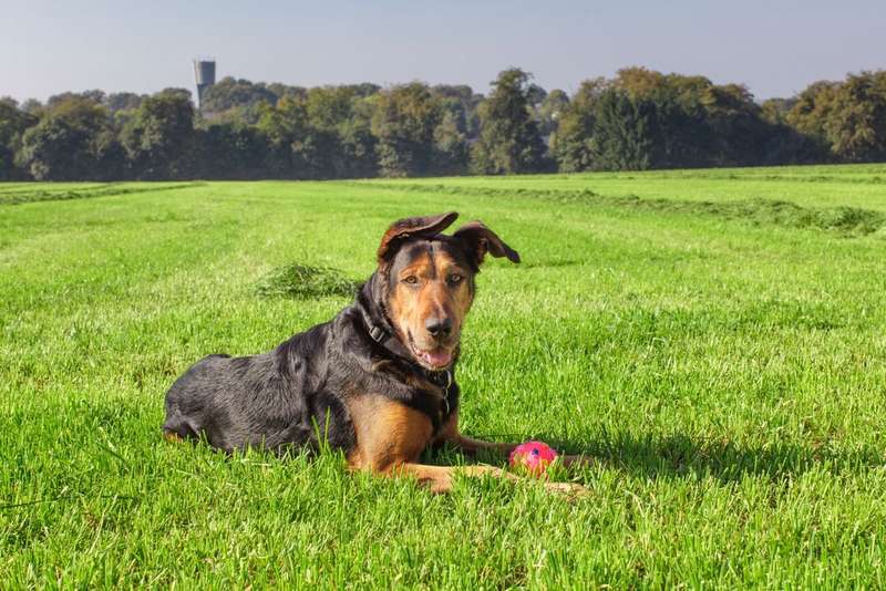 professional and fun pet sitter needed for long weeken