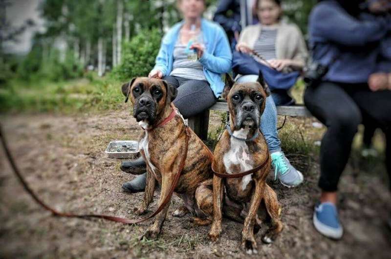 pet sitter job helsinki looking for a pet sitter for 2 dogs 3 cats looking for a pet sitter