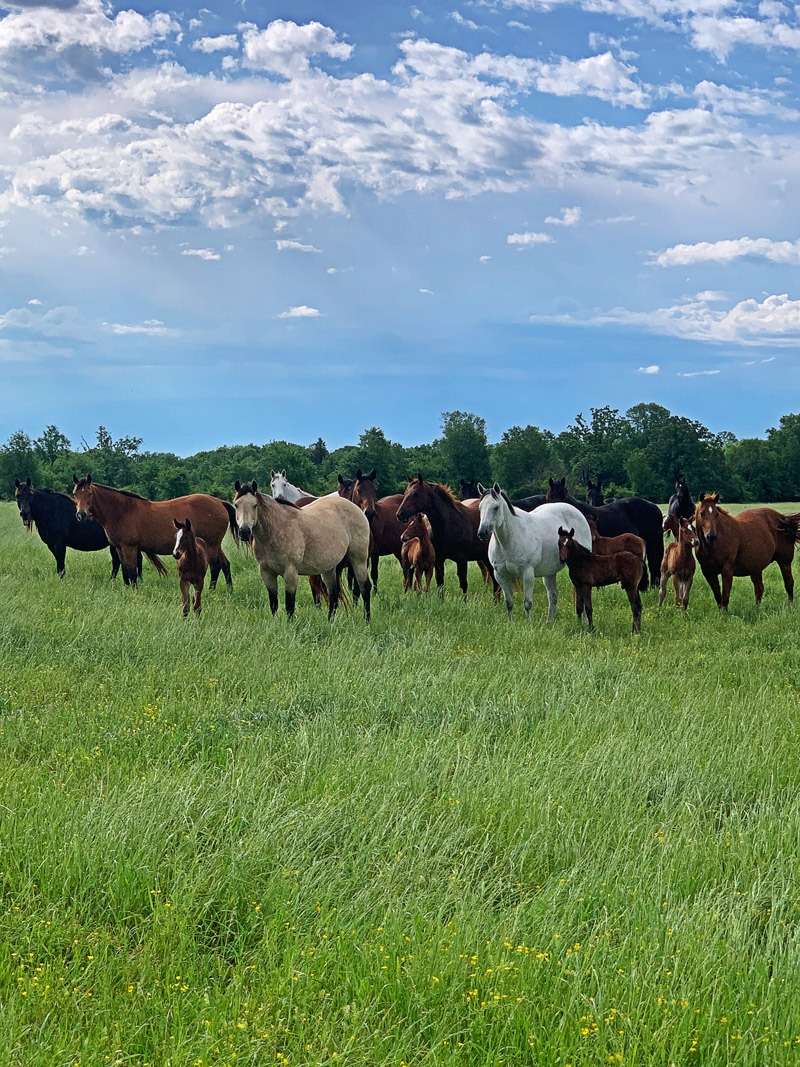 hi Housekeeper Job, Clarksville Housekeeper for Horse & Cattle Ranch