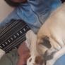 
Pet Sitter in Alt-Wiedikon, Zurich, Switzerland looking for a job: 3676524