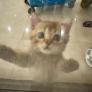 
 
 
 Nanny in Beyrouth, Beyrouth, Lebanon looking for a job: 3681241