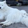
 
 
 Pet Sitter in Stockholm, Stockholm, Sweden looking for a job: 3683701