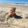 
 
 
 Au Pair in Mullumbimby, New South Wales, Australia looking for a job: 3698768