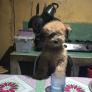 
 
 
 Au Pair in Bantayan, Cebu, Philippines looking for a job: 3702998