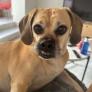 
 
 
 Pet Sitter in Valencia, Comunidad Valenciana, Spain looking for a job: 3713127