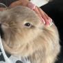 
 
 
 Pet Sitter in Athens, Attiki, Greece looking for a job: 3714303