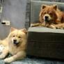 
 
 
 Pet Sitter in Paris, Ile-de-France, France looking for a job: 3715907