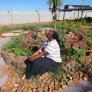 
 
 
 Housekeeper in Walvis Bay, Erongo, Namibia looking for a job: 3728098