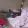 
 
 
 Pet Sitter in Medellin, Antioquia, Colombia looking for a job: 3730103