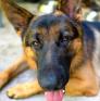 
 
 
 Pet Sitter in Atenas, Alajuela, Costa Rica looking for a job: 3735730