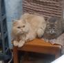 
 
 
 Babysitter in Alger, Alger, Algeria looking for a job: 3743880